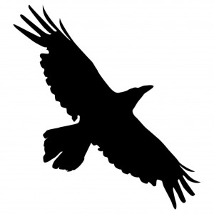 crow