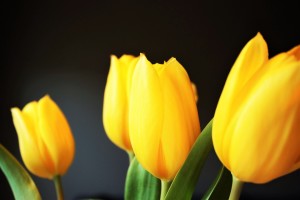 tulips
